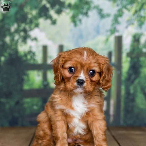 Sammy, Cavalier King Charles Spaniel Puppy